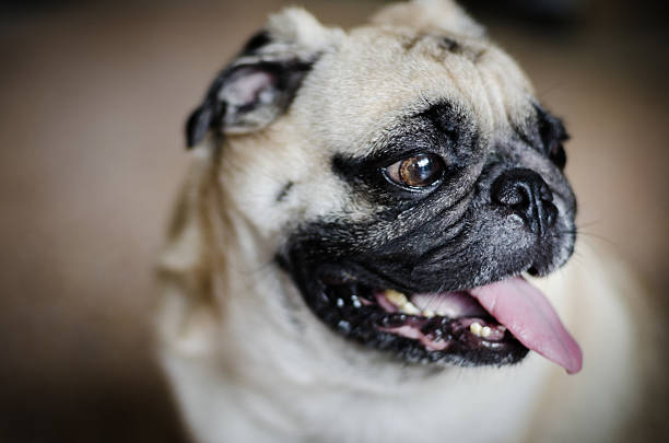 istock Cute pug dog with funny face . 171589176
