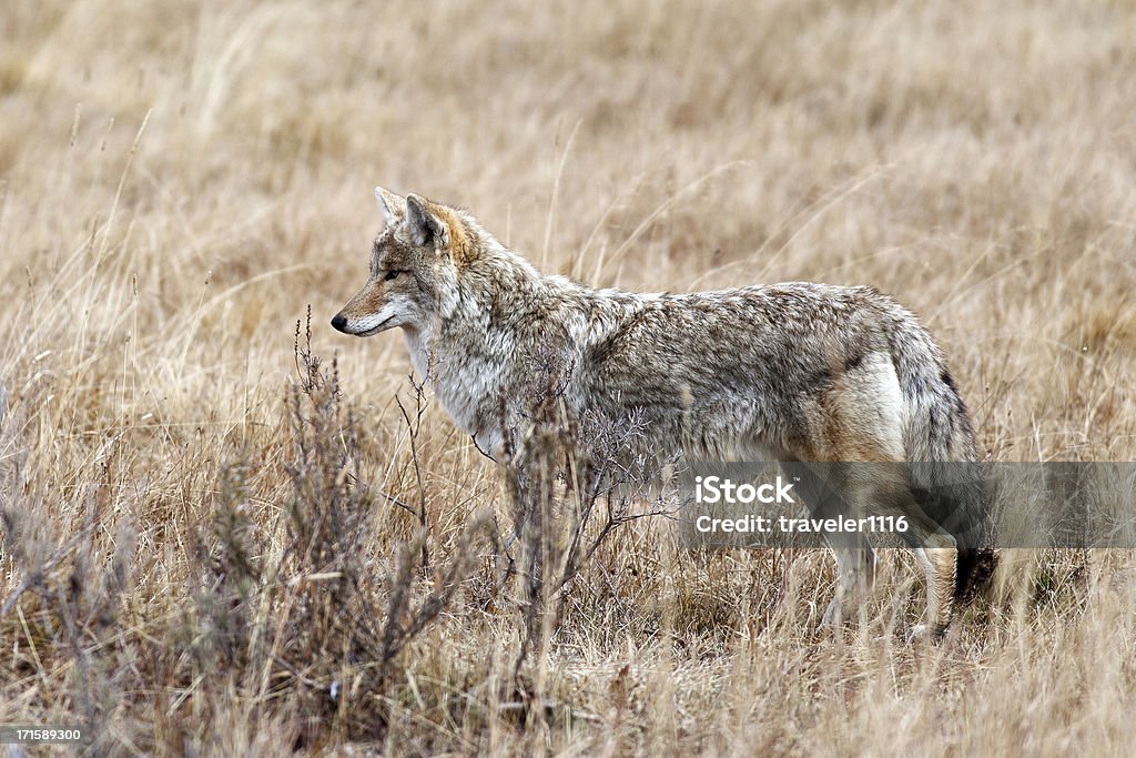 Coyote no Parque Nacional de Yellowstone, no estado de Wyoming - Foto de stock de Coiote - Cão Selvagem royalty-free