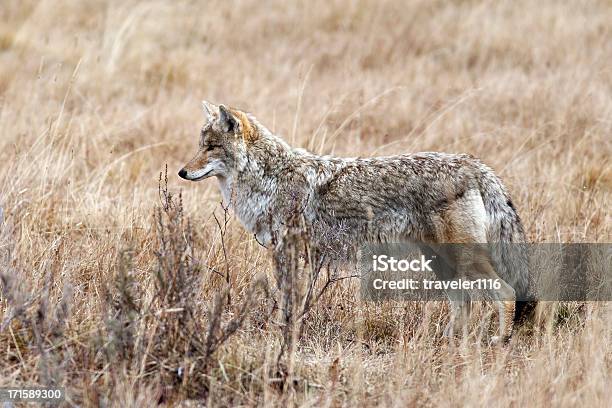 Foto de Coyote No Parque Nacional De Yellowstone No Estado De Wyoming e mais fotos de stock de Coiote - Cão Selvagem