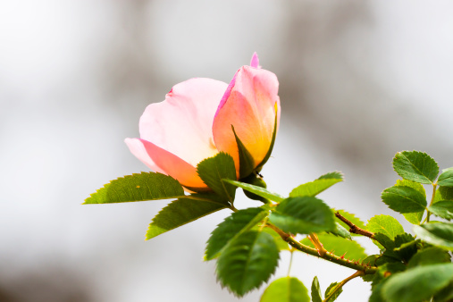 Pale pink spray rose inflorescences in the foreground.