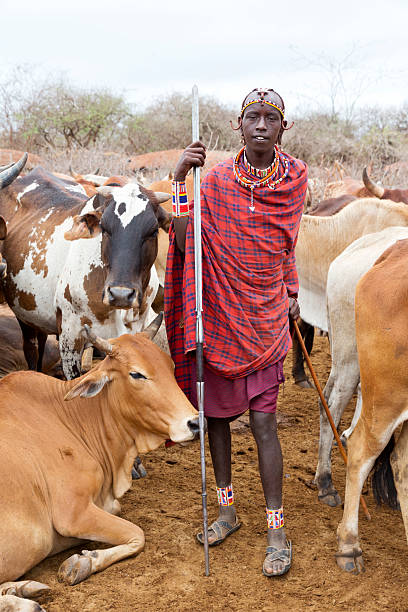 istock Young Maasai warrior (morani) with zebu cattle. 171589369