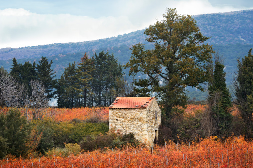 Provencal shepherd's hut (bourrie) in autumn vines. taken near Rousset les Vignes, la Drome, in November