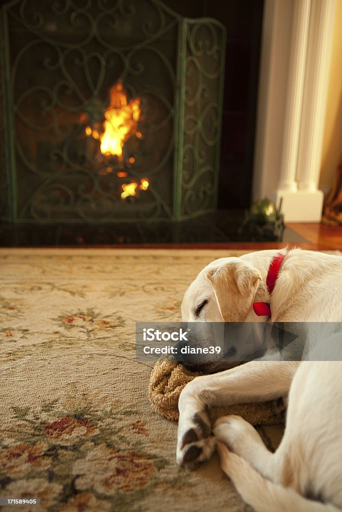 Dog sleeping in front of a fireplace A labrador retriever puppy sleeps in front of a fireplace Fireplace Stock Photo