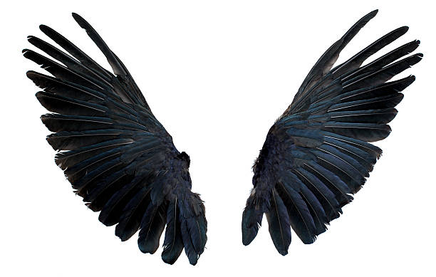 Wings Isolated on White Crow Wings Isolated on WhiteTaxidermy Wings from Carrion Crow, blue tone to the feathers crow bird photos stock pictures, royalty-free photos & images