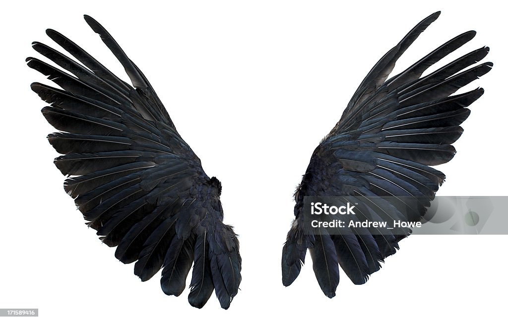 Wings Isolated on White - Royalty-free Hayvan Kanadı Stok görsel