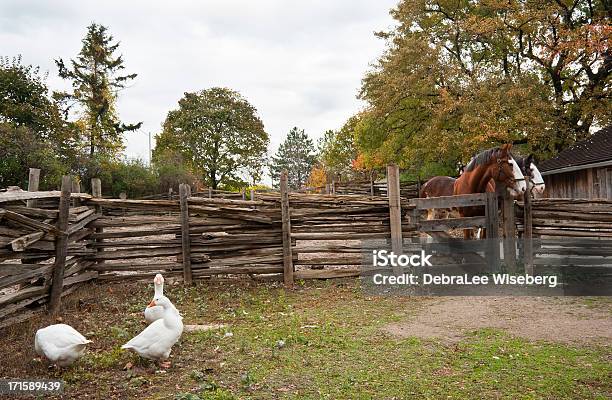 Día En La Granja Foto de stock y más banco de imágenes de Animal doméstico - Animal doméstico, Pato - Pájaro acuático, Canadá