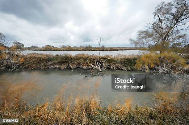 Windy Morning On Camargue Marsh Stock Photo - Download Image Now - Wind, Autumn, Beauty In Nature