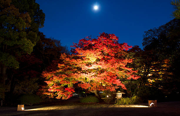 Japanese maple tree in full moon night stock photo