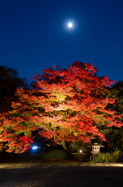 Momiji in night stock photo