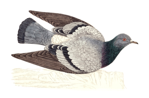 Rock Dove - Hand Coloured EngravingHand tinted in ink soon after publication.19th Century 1852