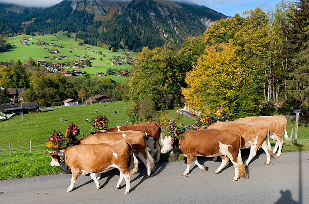 simmental 牛と花の装飾を歩けば山 - switzerland cow bell agricultural fair agriculture ストックフォトと画像