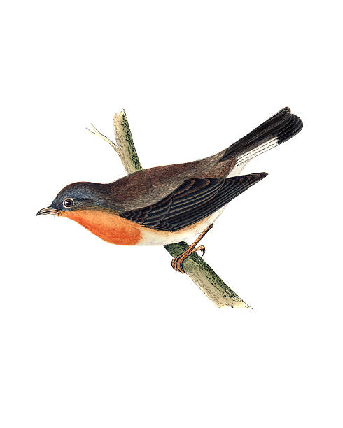 red-breasted flycatcher-ręka kolorowe grawerunek - ptak ilustracje stock illustrations