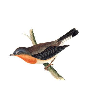Red-Breasted Flycatcher - Hand Coloured EngravingHand tinted in ink soon after publication.19th Century 1852