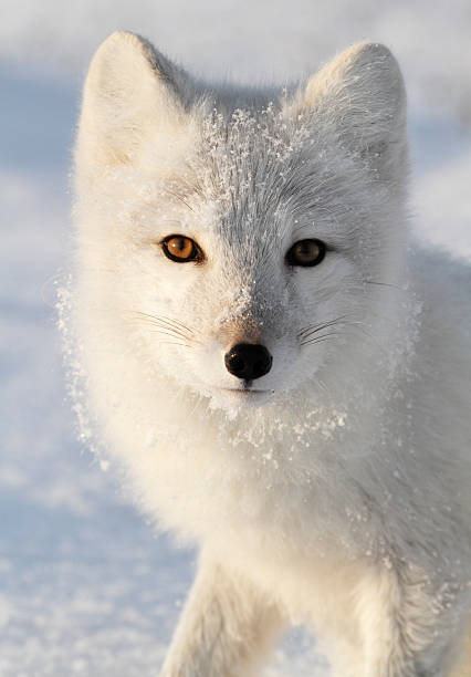 Arctic Fox. Polar fox. Wildlife. Arctic, Kolguev Island, Russia. white fox stock pictures, royalty-free photos & images