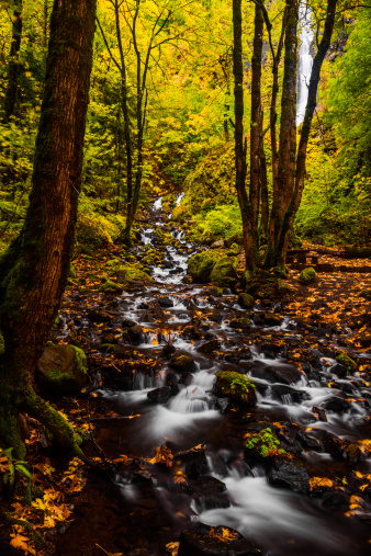 Beautiful Starvation Creek in Columbia River Gorge, Oregon on a fine autumn dayPlease see my Autumn Landscape lightbox for more Autumn Landscape image options: