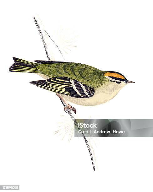 Goldcrest Hand Coloured Engraving Stock Illustration - Download Image Now - Bird, Art, Drawing - Art Product