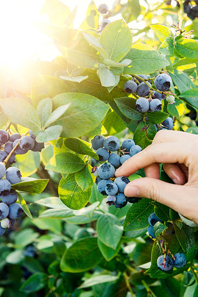 istock Blueberry picking in early morning 171590290