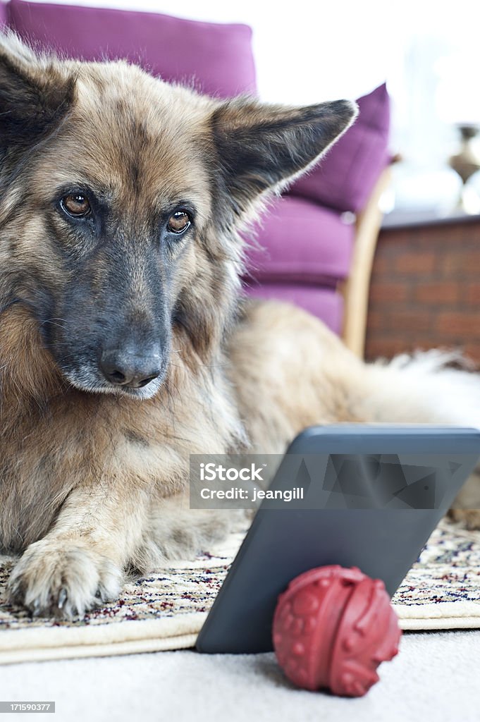 Dog with electronic tablet A German Shepherd dog  is looking with great interest at an electronic tablet. The dog's red ball, another favourite toy, is behind the tablet.Could be looking at online dog training, could be sharing a shaggy dog story as an ebookMore like this Dog Stock Photo