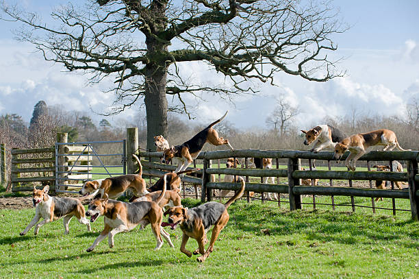 on the trail Pack of hounds following the scent in rural England hound stock pictures, royalty-free photos & images