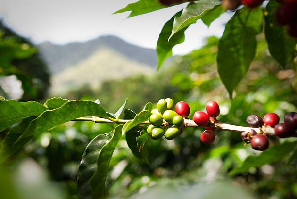 maduro granos de café (cerezas) - selective focus coffee coffee crop cafe fotografías e imágenes de stock