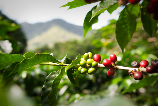 A ripe coffee bush in the mountains of Panama, ready for harvest with green and red coffee cherries.