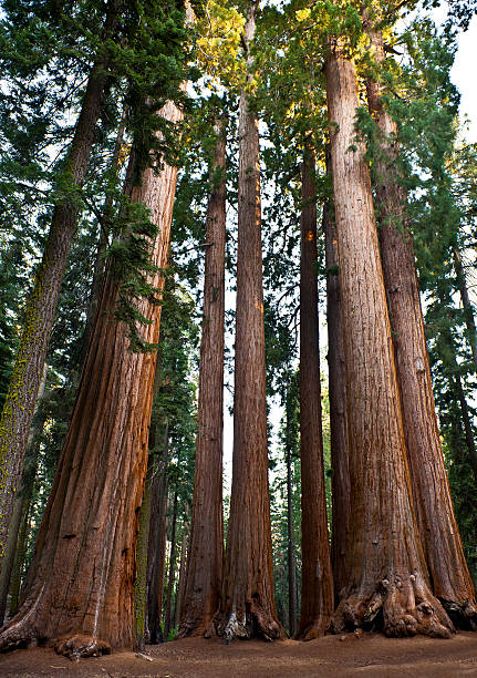 Group of Giant Sequoias in National Park California USA Beautiful sequoias "chating", Sequoia National park, California, Western USA. national forest stock pictures, royalty-free photos & images