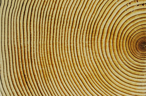 Hardwood cedar background end showing wood grain. Copy space
