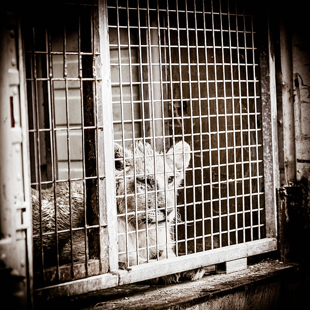 jeune lionceau dans une cage - circus lion photos et images de collection