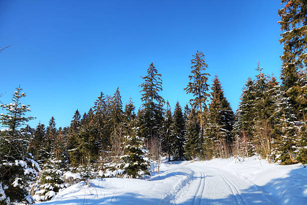 스노이 겨울맞이 풍경, 크로스 컨트리 트랙형 검정색 임산 - cross country skiing black forest germany winter 뉴스 사진 이미지