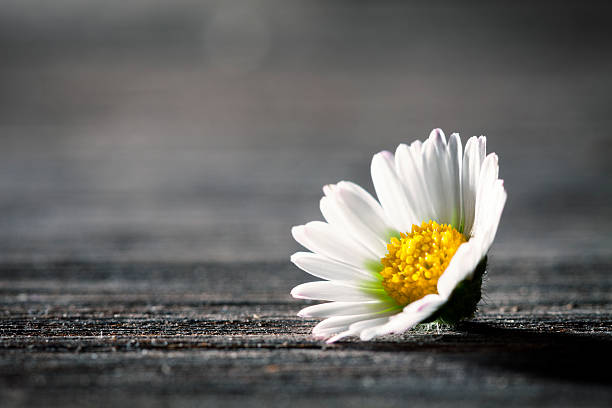 istock Daisy Flower on old wooden Table - Nature Poem Postcard 171590667