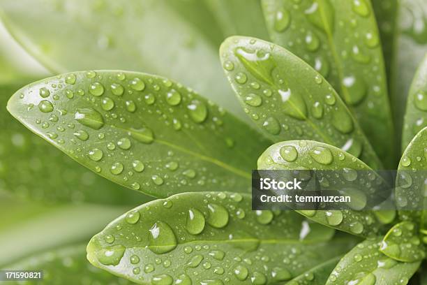 Eine Nahaufnahme Von Wasser Tropfen Auf Einem Blatt Stockfoto und mehr Bilder von Bildschärfe