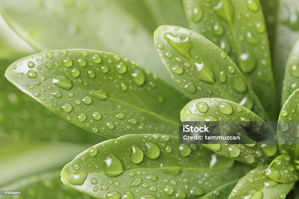 Um detalhe de gotas d'água em uma folha - Foto de stock de Alto contraste royalty-free