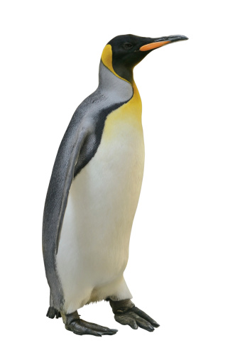 Emperor Penguin isolated on white with clipping path.