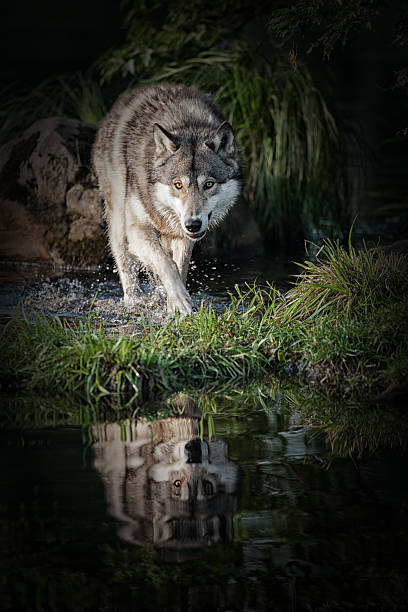 Intimidating gray wolf in Northern Minnesota.