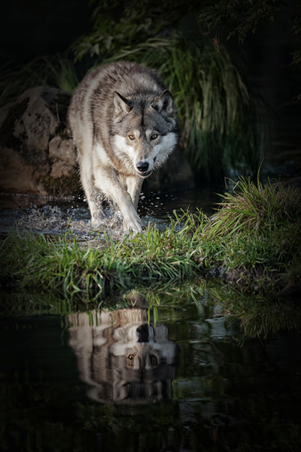 Very intimidating timber or gray wolf marching through northern Minnesota wetlands. Nice reflection in the water.