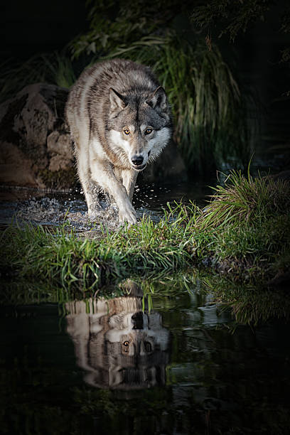 Intimidating gray wolf in Northern Minnesota. stock photo