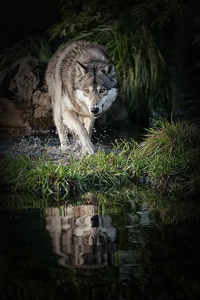 Photo of Intimidating gray wolf in Northern Minnesota.