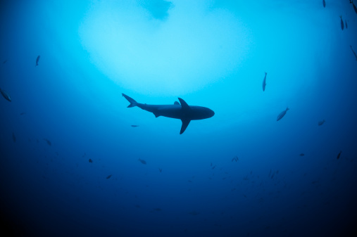 A Gray Reef Shark is silhouetted against the surface, Fiji