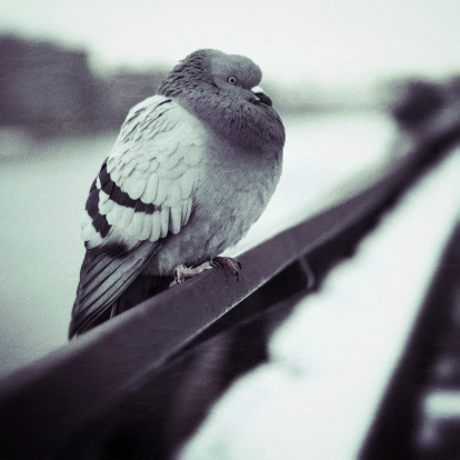 Pigeon sitting on a railing along the East River in Manhattan, New York City. Grain and texture added.