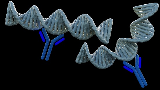 Anti-double stranded DNA (Anti-dsDNA) antibodies are a group of anti-nuclear antibodies (ANA) the target antigen of which is double stranded DNA 3d rendering