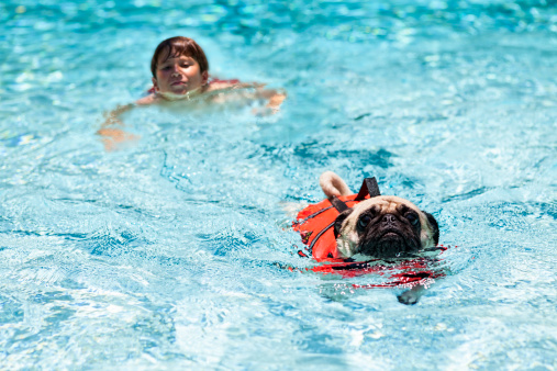 A boy and his pet pug race in a pool. The pug is wearing a life jacket.