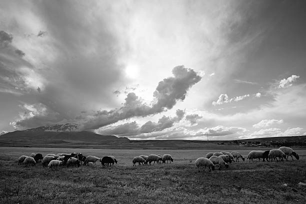istock Herd of sheep grazing 171591566