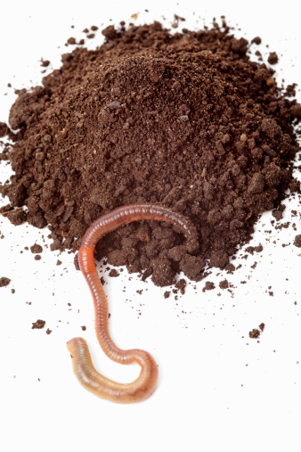 Earthworm close-up.