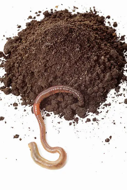 Photo of Earthworm