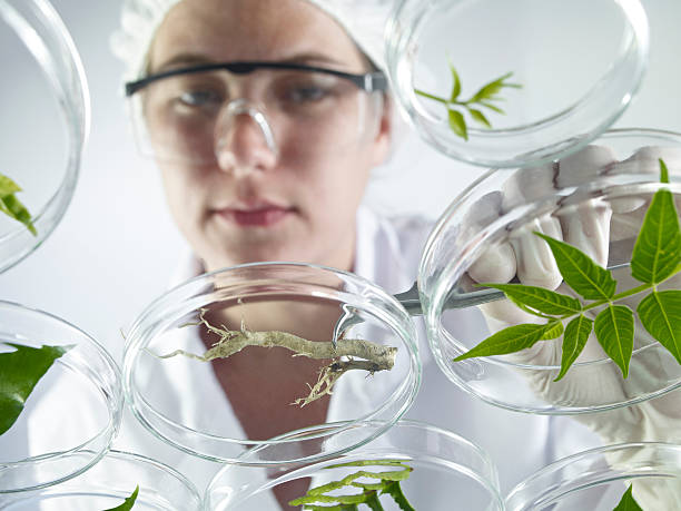 istock Scientist Examining Petri Dishes 171591739