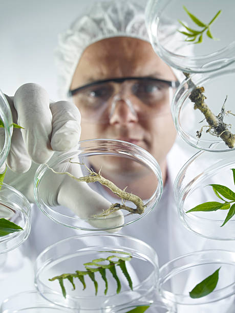 istock Scientist Examining Petri Dishes 171591810