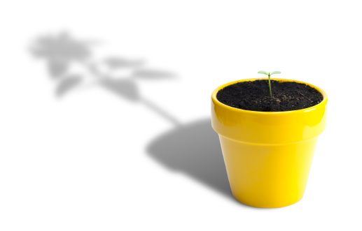 Sunflower seedling in yellow pot with shadow of full grown sunflower. Isolated on white.