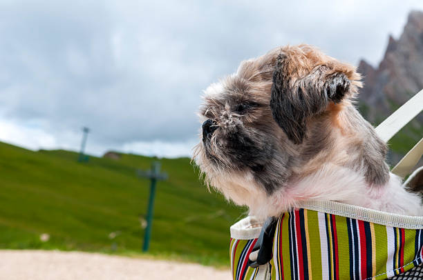 A shih tzu sits in a backpack ready for a hike in the Dolomite Alps near Val Gardena, Italy