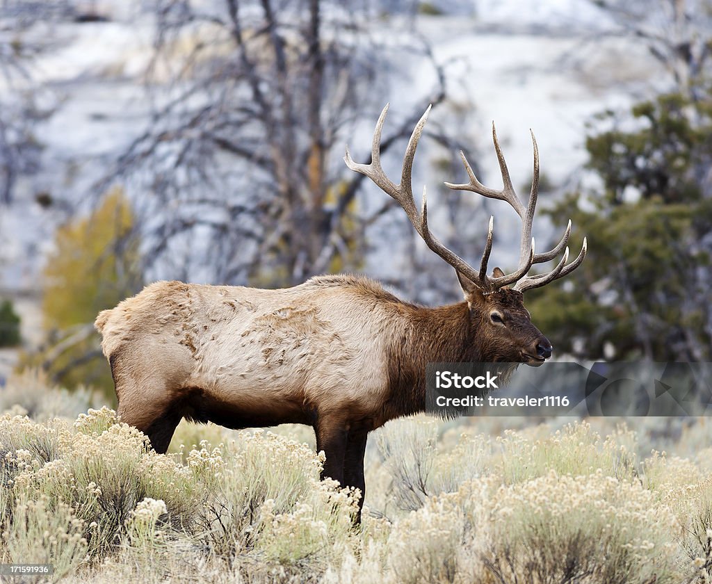 Elk dans le parc National de Yellowstone - Photo de Parc National de Yellowstone libre de droits