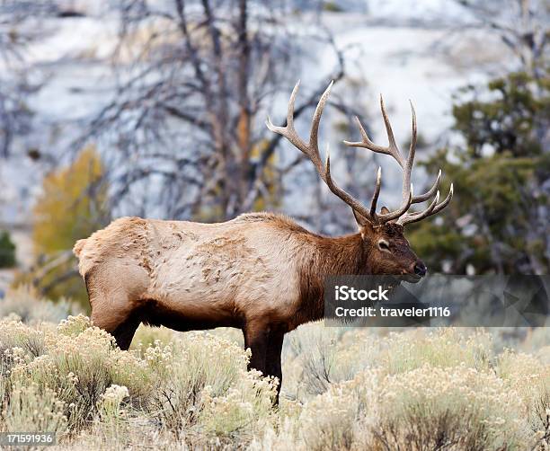 Photo libre de droit de Elk Dans Le Parc National De Yellowstone banque d'images et plus d'images libres de droit de Parc National de Yellowstone - Parc National de Yellowstone, Wapiti, Automne